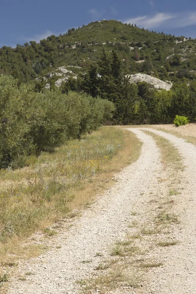 En grusväg som kantas av vingårdar och olivträd. — Stockfoto
