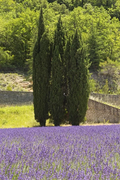Drie pine bomen permanent in Lavendel veld. — Stockfoto