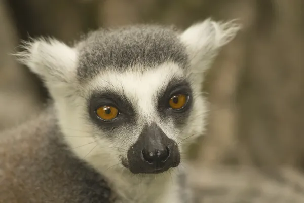Close-up portrait of lemur catta. Royalty Free Stock Images