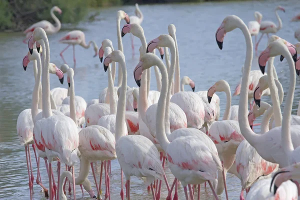 The group of flamingos walking in the lake. — Stock Photo, Image
