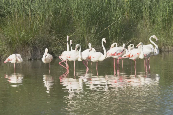 Groep van Flamingo's permanent in het meer. — Stockfoto