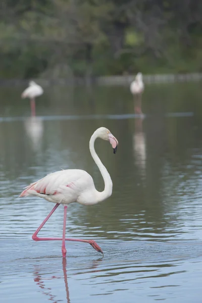 Flamingo de pie en el lago . —  Fotos de Stock