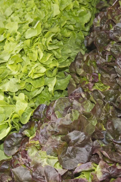 Vários tipos de salada para vender no mercado de um agricultor — Fotografia de Stock