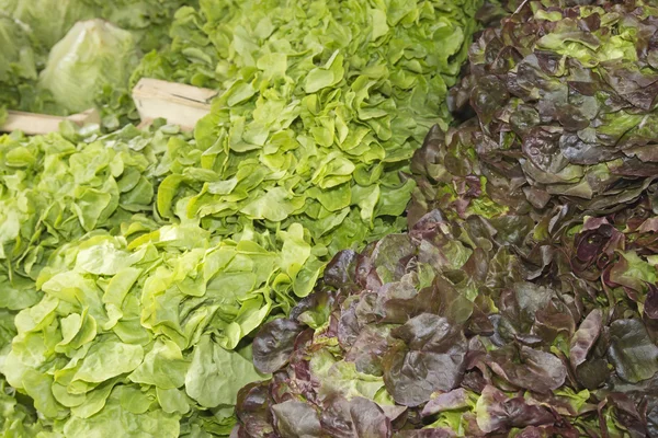 Различные виды салатов для продажи на фермерском рынке — стоковое фото