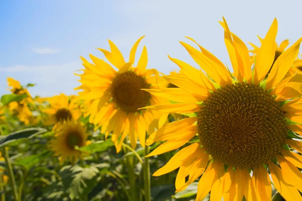 stock image Sunflower field on blue sky