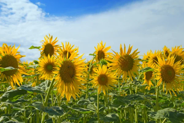 Sunflower field on blue sky — Stock Photo, Image