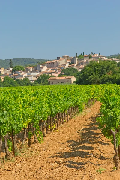 Виноградник в Провансі (Франція) — стокове фото