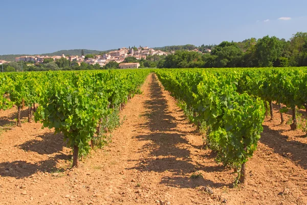 Vinice v Provence (Francie) — Stock fotografie