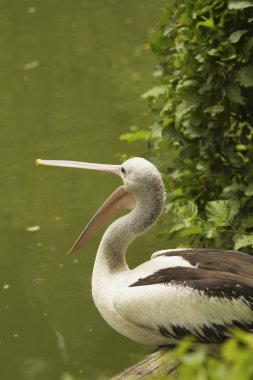 Pelikan portre profil görünümü.