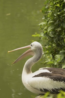 Pelikan portre profil görünümü.