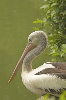 Pelikan portre profil görünümü.