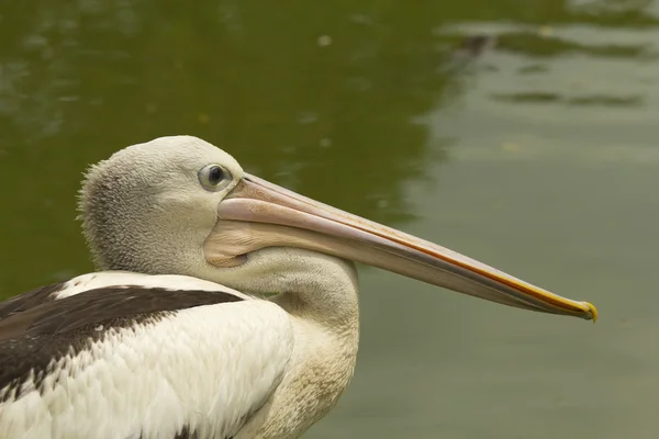 Vista de primer plano del perfil de Pelican . —  Fotos de Stock