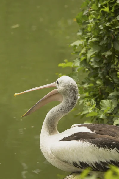Primo piano profilo vista di Pelican . — Foto Stock