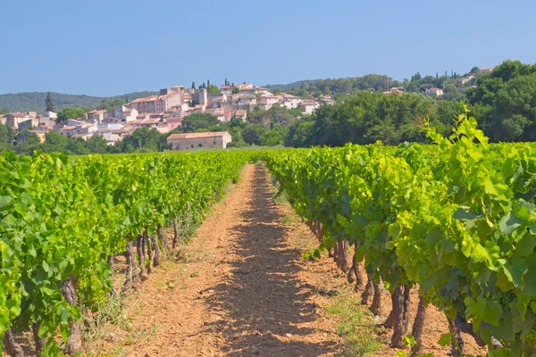 Vineyard in Provence (France) — Stock Photo, Image