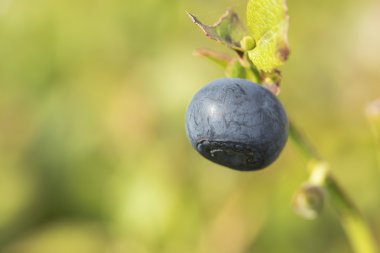 Blueberry yaz closeup içinde