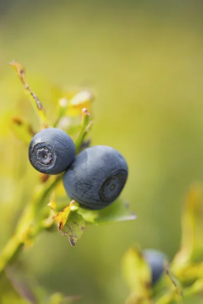 Ett par av blåbär på busken. vertikalt. — Stockfoto