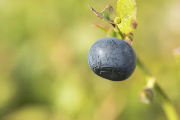 Blueberry in the summer closeup — Stock Photo, Image