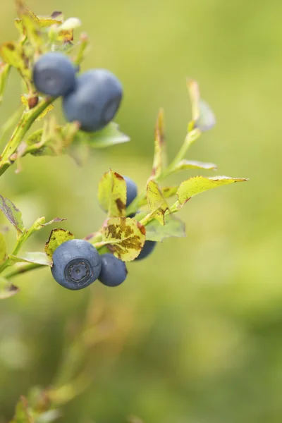 Bush av en mogen blåbär i sommar närbild — Stockfoto