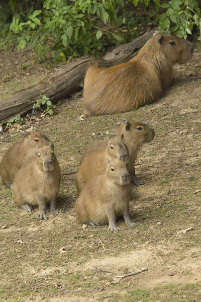 Capibara grubu