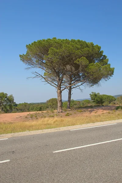 アスファルトの道路と単独で松の木. — ストック写真