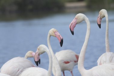 flamingolar grubu. yatay olarak.
