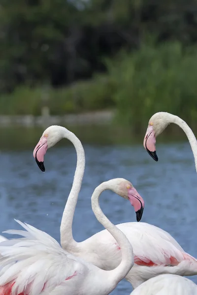 Grupo de três flamingos. Verticalmente . — Fotografia de Stock
