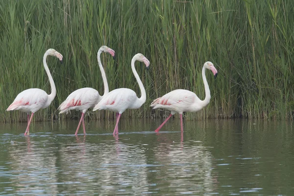 集团的四个火烈鸟在湖 — 图库照片