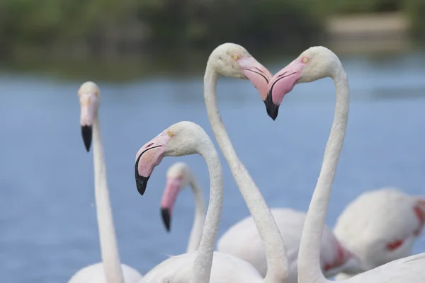 Grupo de flamingos. Horizontalmente . — Fotografia de Stock