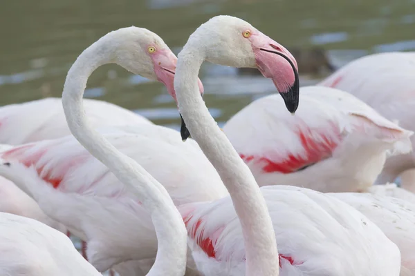 Köpfe von zwei Flamingos. — Stockfoto