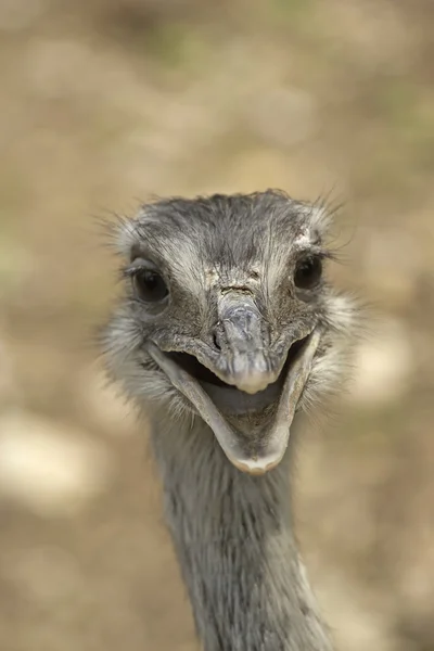 Avestruz sorridente — Fotografia de Stock