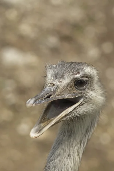 Улыбающийся страус — стоковое фото