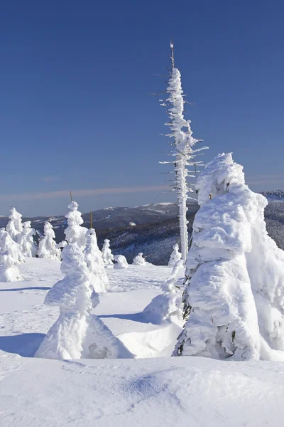 Vista de invierno de árboles cubiertos de nieve — Foto de Stock