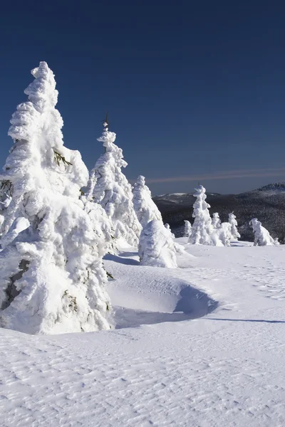 Зимний вид на заснеженные деревья — стоковое фото