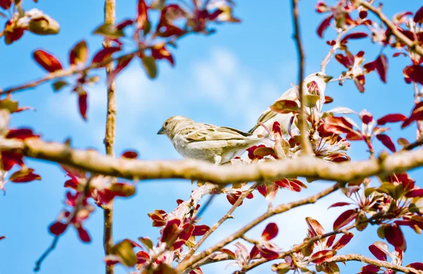 Bahar, kuşlar, üçlü ve gökyüzü — Stok fotoğraf