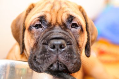 Little puppy bullmastiff clipart