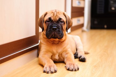 küçük köpek yavrusu bullmastiff