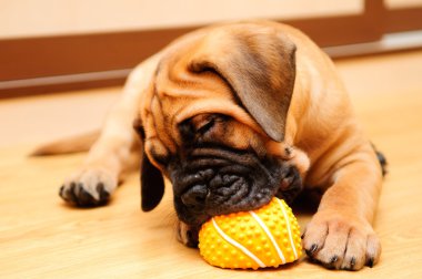 Little puppy bullmastiff clipart