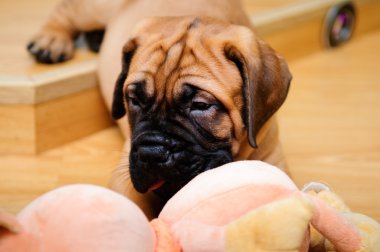 Little puppy bullmastiff clipart