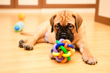 küçük köpek yavrusu bullmastiff