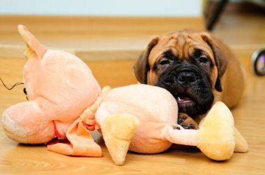 küçük köpek yavrusu bullmastiff