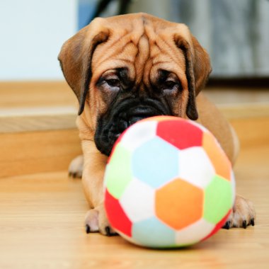 küçük köpek yavrusu bullmastiff