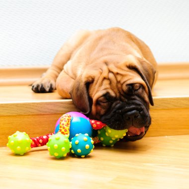 küçük köpek yavrusu bullmastiff