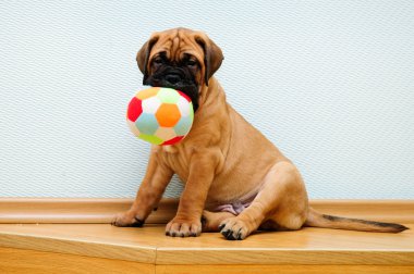 küçük köpek yavrusu bullmastiff