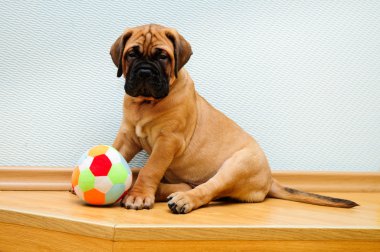 küçük köpek yavrusu bullmastiff