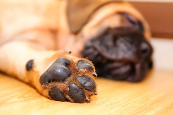 Pequeño bullmastiff cachorro — Foto de Stock