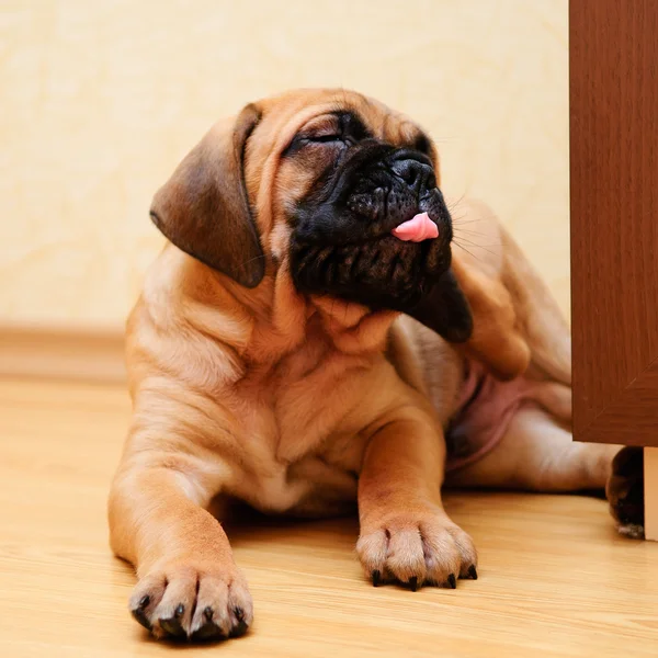 Pequeno bullmastiff de cachorrinho — Fotografia de Stock
