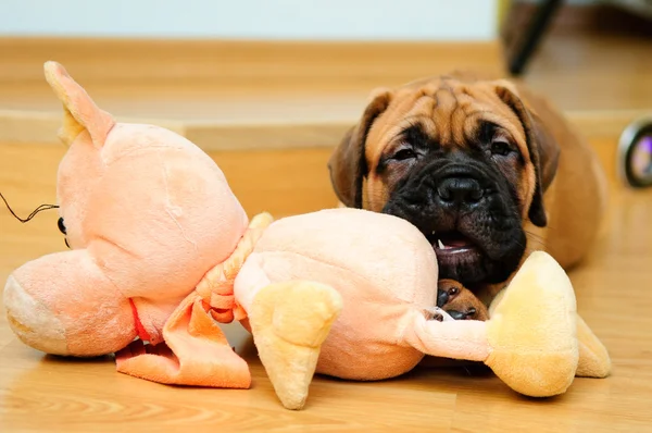 stock image Little puppy bullmastiff