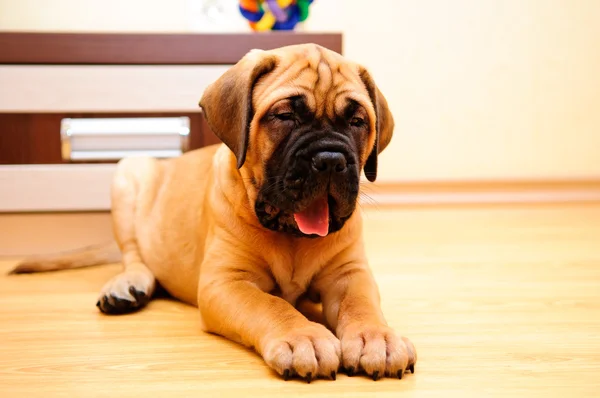 Kleine pup bullmastiff — Stockfoto