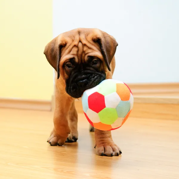 Pequeno bullmastiff de cachorrinho Fotos De Bancos De Imagens