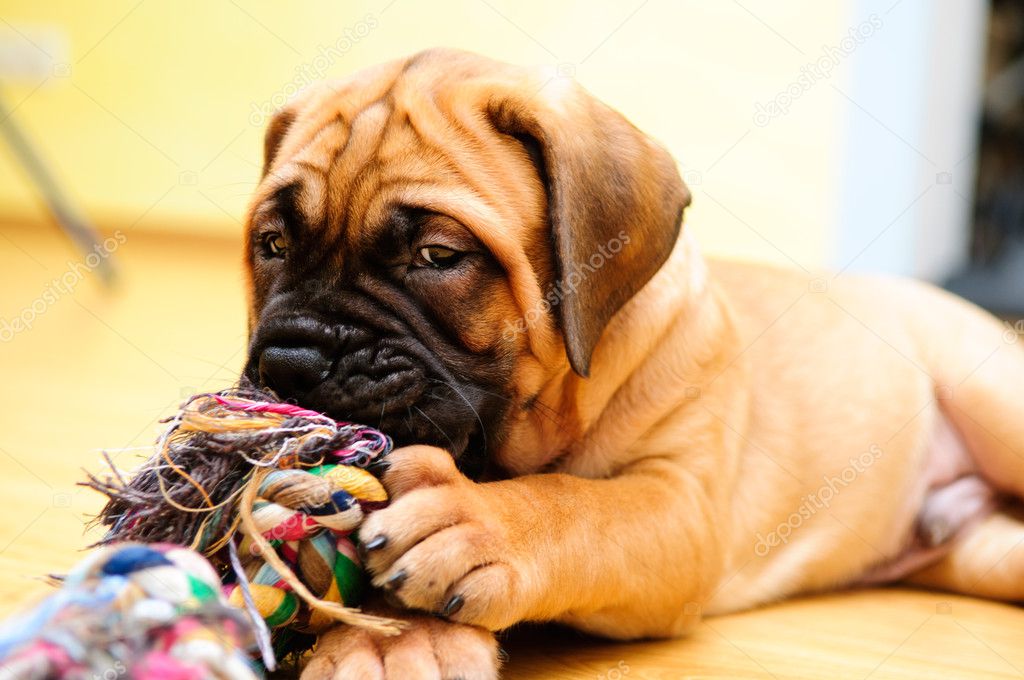 are carrots good for a bullmastiff